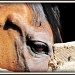 Retired Racehorse, Rocky by glimpses