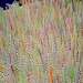 PIck A Straw Carnival Game by netkonnexion