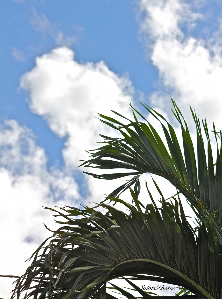 Clouds and Fronds II by stcyr1up
