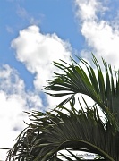 21st Sep 2011 - Clouds and Fronds II