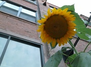 21st Sep 2011 - Sun Flower