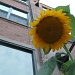 Sun Flower by grozanc