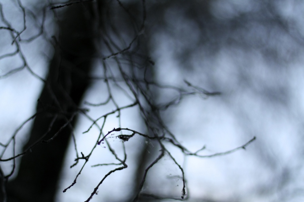 Empty Branches by laurentye