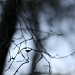 Empty Branches by laurentye