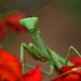 The Preying Mantis by kerristephens
