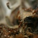 More Devil Ants by kerristephens