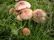22nd Sep 2011 - New fungus , old story