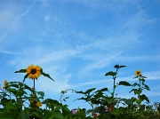 3rd Sep 2011 - Isobel's Sunflowers