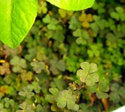 20th Sep 2011 - More Clovers