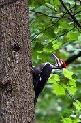 22nd Sep 2011 - Pileated Woodpecker