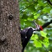 Pileated Woodpecker by jbritt