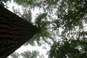 21st Sep 2011 - Some Tall Trees