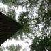 Some Tall Trees by kerosene