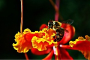 22nd Sep 2011 - Bee-autiful