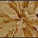 Sepia Plant 3 by olivetreeann