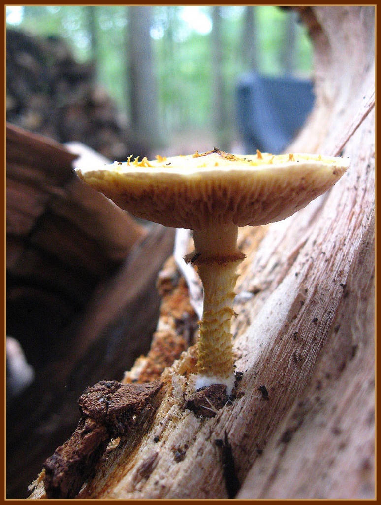 Golden Mushroom by olivetreeann