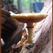 Golden Mushroom by olivetreeann