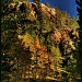 On the Search for Aspens by exposure4u