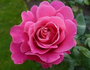 23rd Sep 2011 - Rosy Pink!