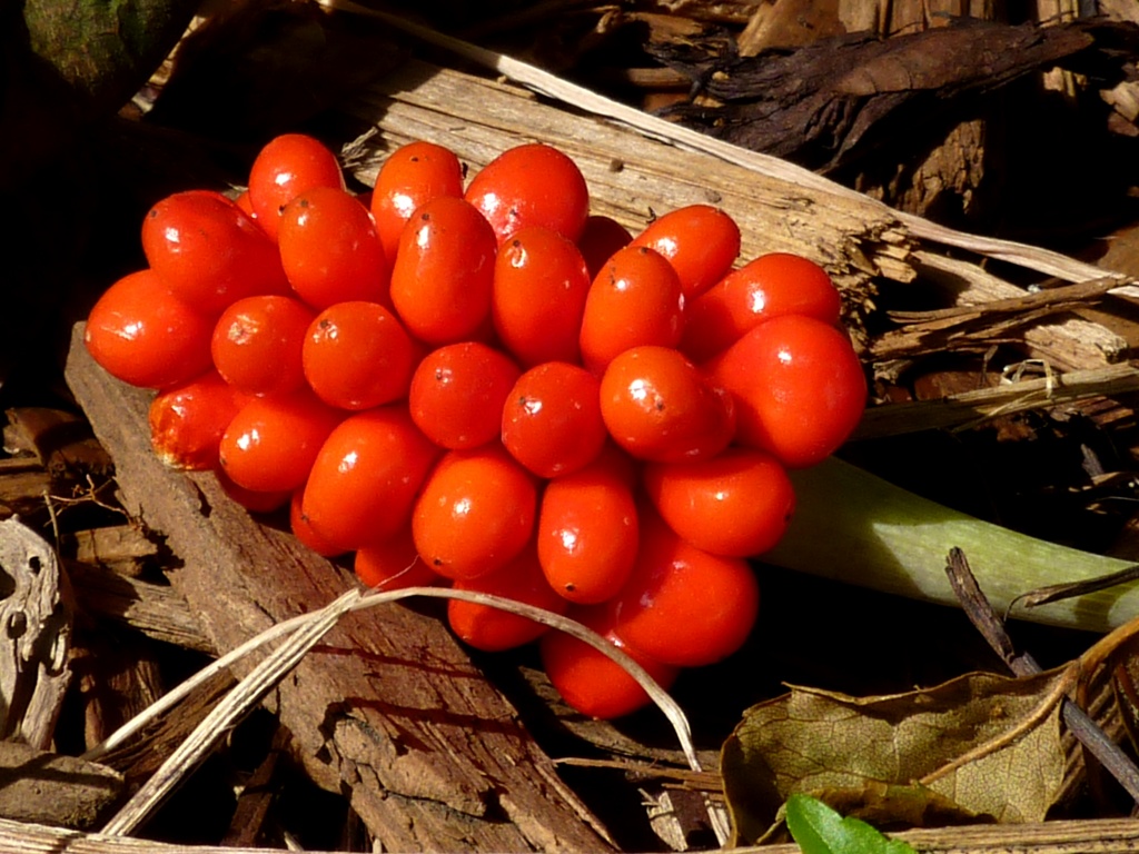 Jack-In-The-Pulpit Berries by denisedaly