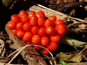 23rd Sep 2011 - Jack-In-The-Pulpit Berries