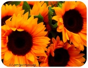 22nd Sep 2011 - Sunflowers