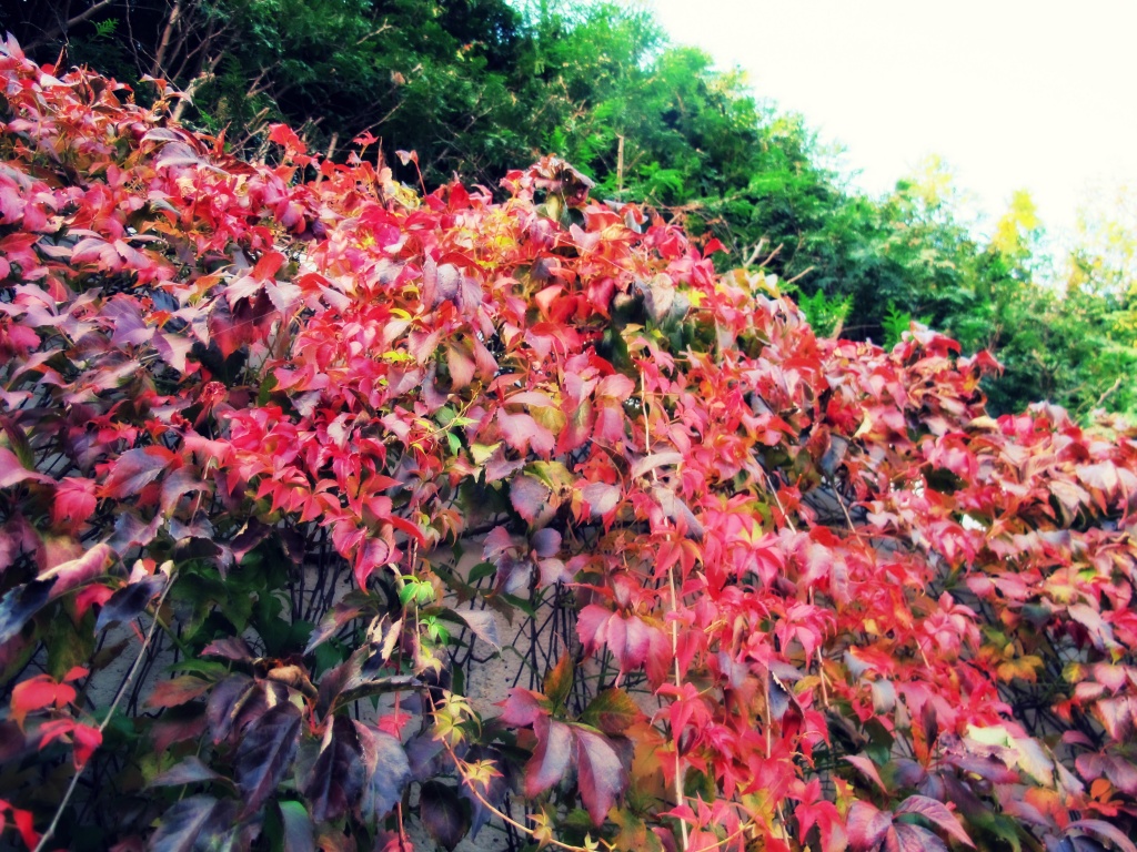 Autumn by halkia
