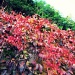 Autumn by halkia