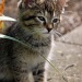 Kitten Visit by herussell