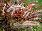 23rd Sep 2011 - Windblown Grass