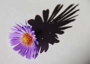 23rd Sep 2011 - Aster Shadow