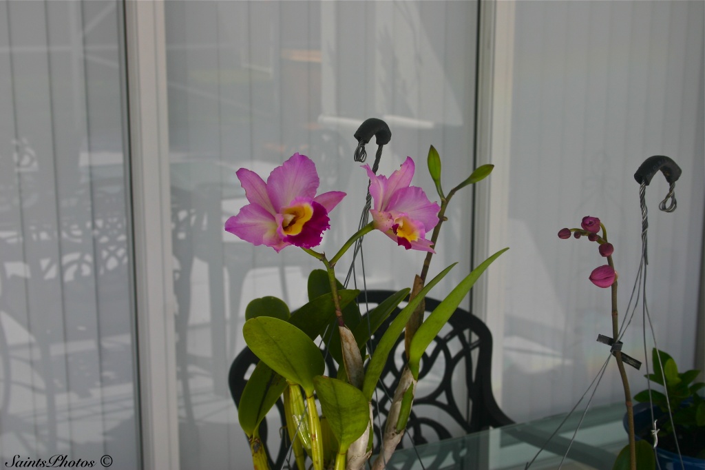 Nana's Catlaya orchid update... by stcyr1up