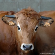 24th Sep 2011 - Young cow