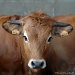 Young cow by parisouailleurs