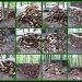 Woodpile Collage by olivetreeann