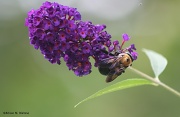 24th Sep 2011 - The Bumblebee Buzz