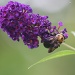 The Bumblebee Buzz by falcon11