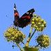 Red Admiral on Ivy by judithdeacon
