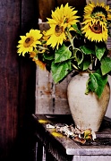 24th Sep 2011 - Sunflowers 