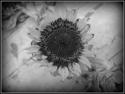 21st May 2011 - Autumn Sunflower