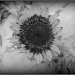 Autumn Sunflower by olivetreeann
