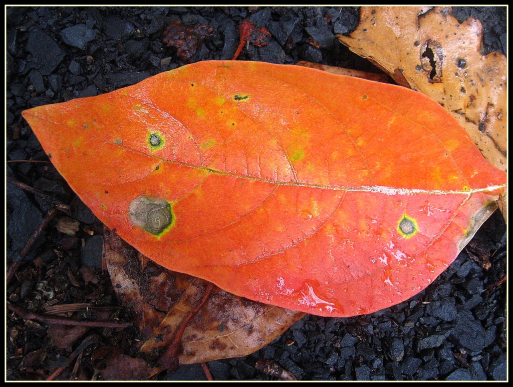 Orange Leaf by olivetreeann