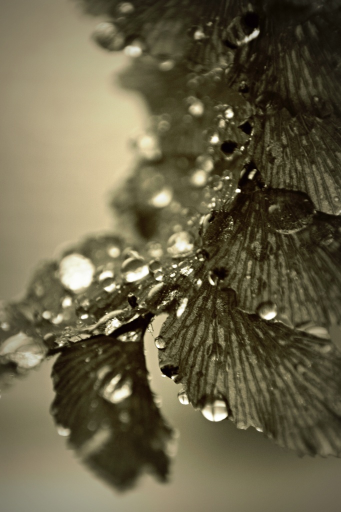 This is a wet fern. by jgoldrup