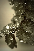 24th Sep 2011 - This is a wet fern.
