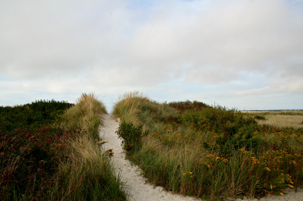 Dune Path by lauriehiggins