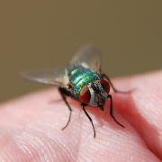 24th Sep 2011 - Fly On My Hand