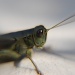 Grasshopper by dakotakid35