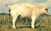25th Sep 2011 - Cow: In S(h)itu