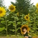 Sunflower Baby by pandorasecho