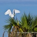 Great White Egret Balancing by twofunlabs